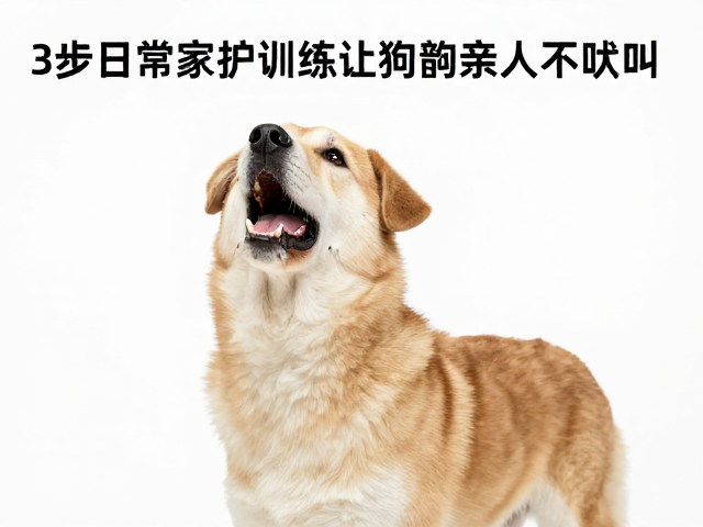 中型犬见人就叫?3步日常家护训练,让狗狗安静亲人不吠叫