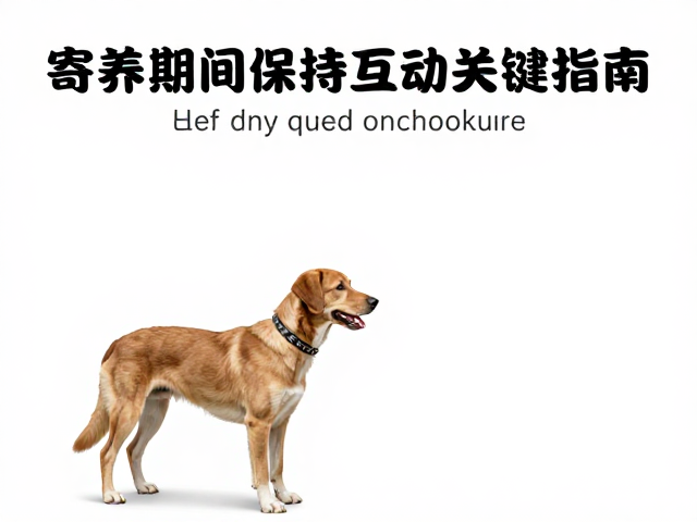 中型犬搜索训练法,寄养期间保持互动的关键指南