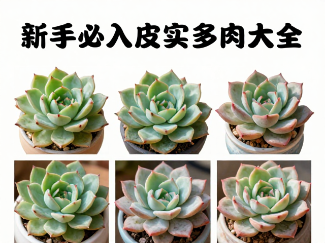 小盆控型技巧