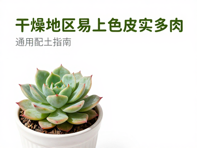 新手首选！干燥地区易上色皮实多肉，通用配土指南
