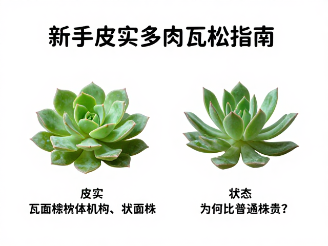 新手皮实多肉瓦松指南，状态株为何比普通株贵？