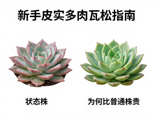 状态株与普通株的形态差异与价值构成