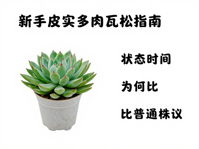 市场定价逻辑与新手选购建议