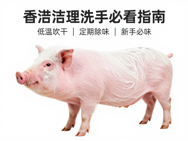香猪生理结构与清洁前准备