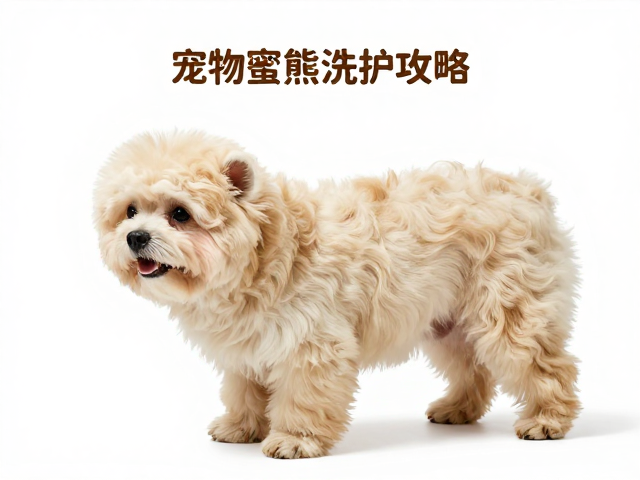 尾部特殊护理与毛发蓬松技巧