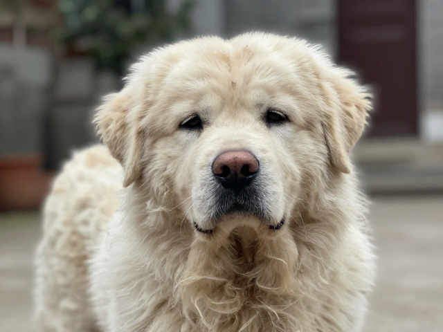 有院落养中型犬毛发易开结?3招解决打结烦恼
