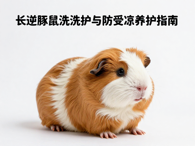 专用洗护产品的选择与科学洗浴流程