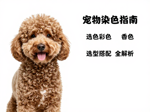 卷毛犬毛发特性与染色基础逻辑