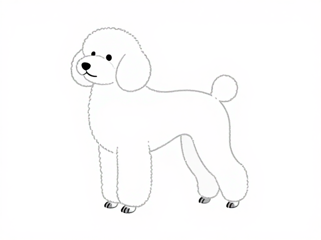 贵宾犬简约线条手绘染色造型教程，搭配宠物专用产品更护毛