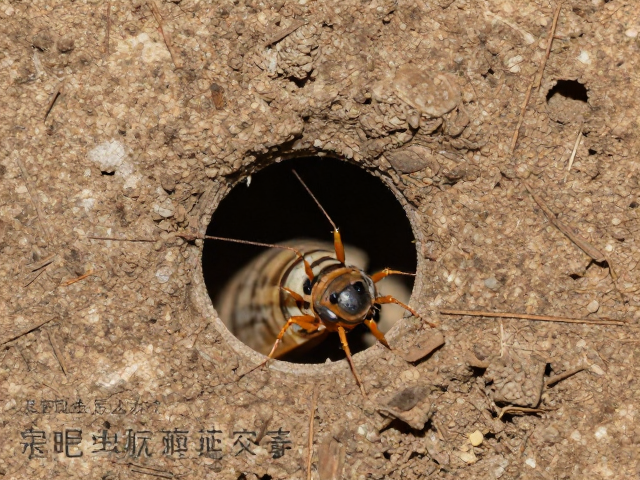 发现虫蛀怎么办？定期查虫孔，有效防虫措施全攻略