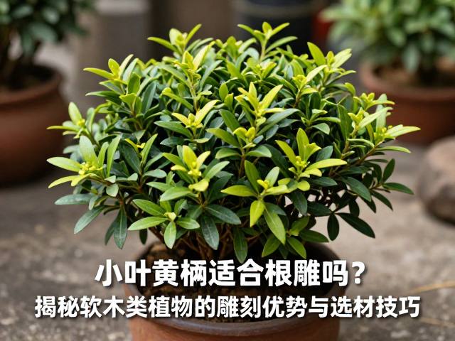 小叶黄杨适合根雕吗?揭秘软木类植物的雕刻优势与选材技巧
