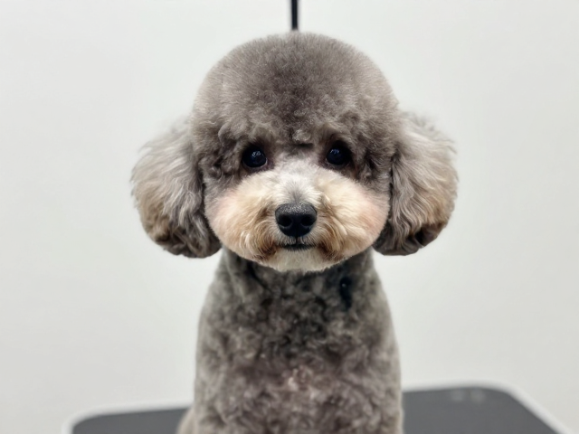 贵宾犬圆形轮廓修剪,打造氛围感渐变耳染高颜值造型
