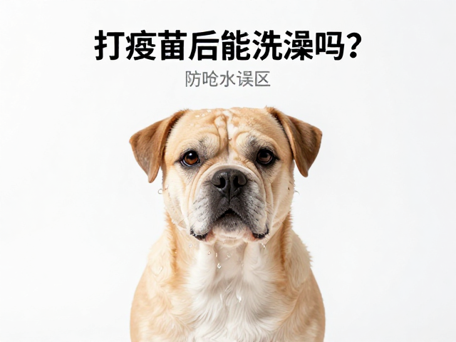 打疫苗后能洗澡吗?短鼻犬防呛水误区与沐浴产品乱用危害