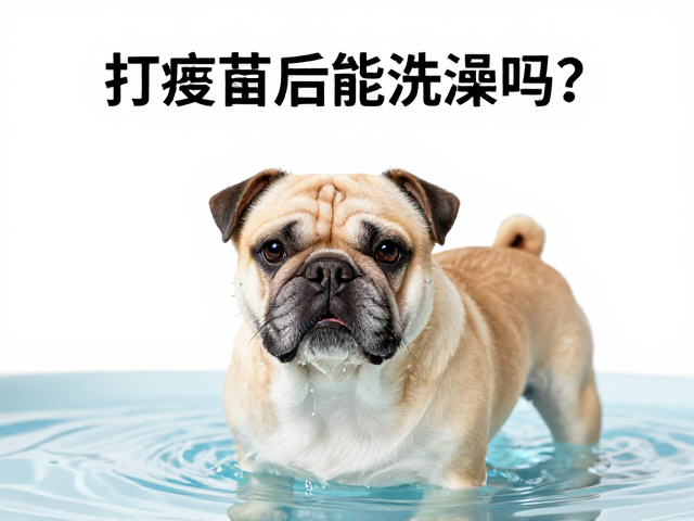 短鼻犬种的水位控制与呛水风险解析