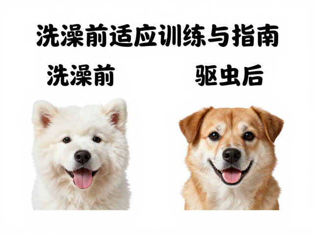沐浴产品乱用?洗澡前适应训练与驱虫前后洗澡间隔指南