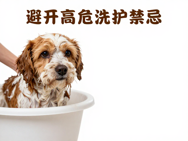 老年宠物生理机能衰退与洗澡前评估的重要性