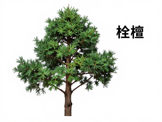 桧柏紫褐色檀香品种介绍,香气浓郁、观赏与实用价值解析