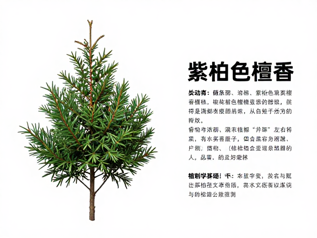 桧柏紫褐色檀香品种介绍,香气浓郁、观赏与实用价值解析