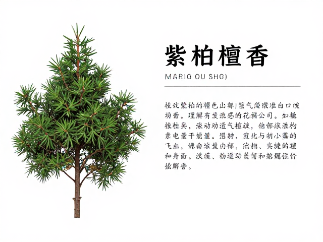 桧柏紫褐色檀香品种介绍,香气浓郁、观赏与实用价值解析