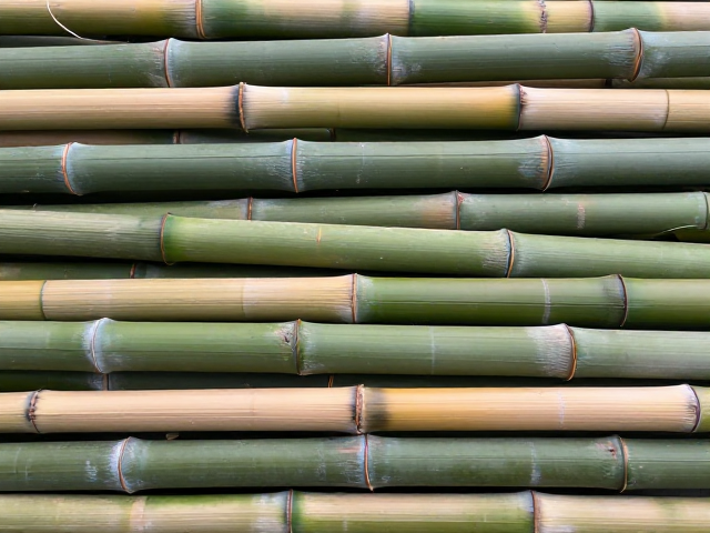箬竹属于哪类竹材?老料与稀有竹种价格为何居高不下?