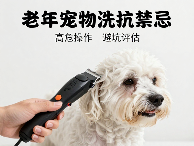 老年宠物洗护禁忌，电剪刀头防烫伤，高危操作避坑指南
