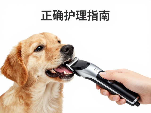 科学刷牙与口腔护理的正确操作路径