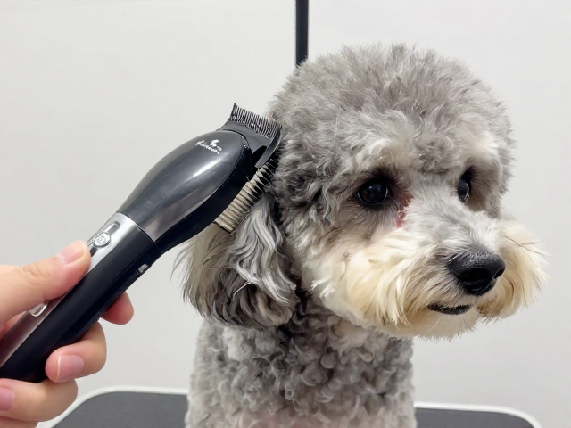电推剪伤毛避坑!短毛犬选橡胶梳,洗耳液正确护理指南