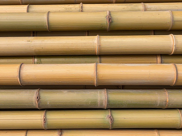 筇竹阴干稳定料节纹明显,为何更受欢迎?