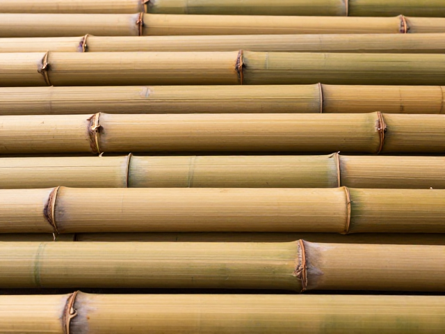 筇竹阴干稳定料节纹明显,为何更受欢迎?
