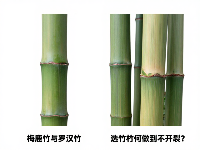 梅鹿竹与罗汉竹区别,选竹材如何做到不开裂?