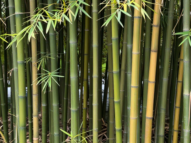 油污清除与封护养护,实现竹色自然过渡