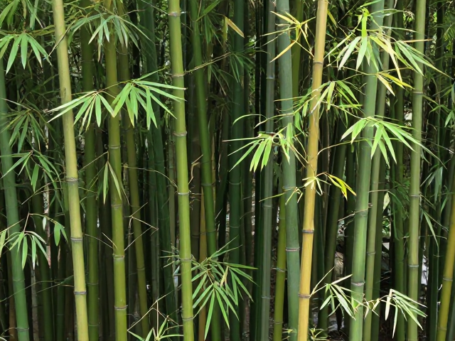 油污清除与封护养护,实现竹色自然过渡