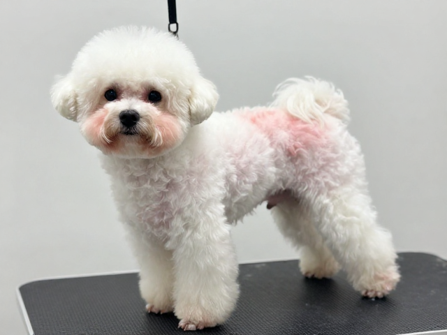 新手零基础短毛犬洗护实操