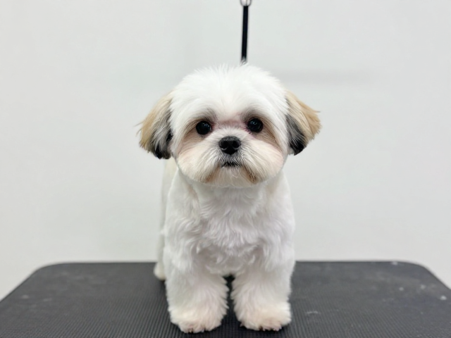 西施犬圆脸装造型逻辑与面部毛发管理