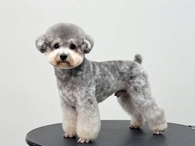 梗犬造型规范,贵宾比熊4周修剪,泰迪熊头打造指南