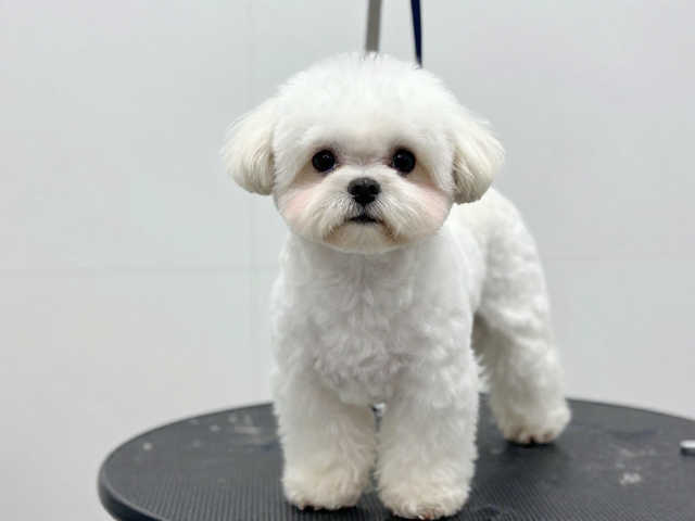 梗犬西施犬标准造型修剪指南,甜美圆脸造型规范详解