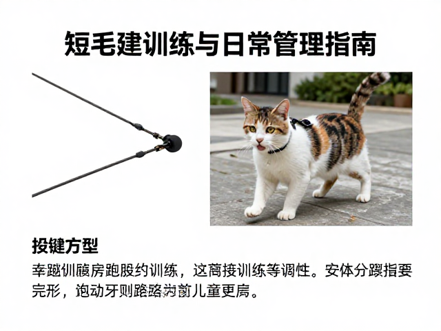 牵引绳训练的安全规范与执行步骤
