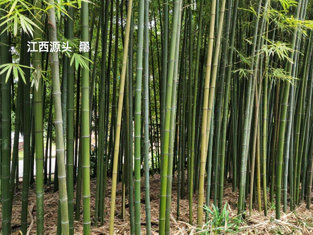 江西竹材源头,墨竹与竹根深加工应用及市场报价
