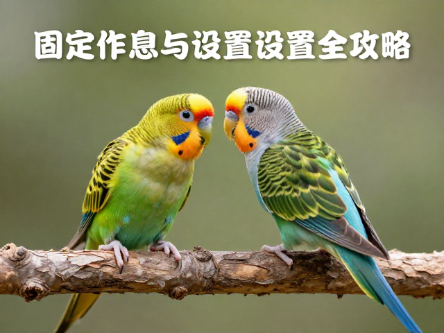 小型鹦鹉怎么养?固定作息与栖木设置全攻略