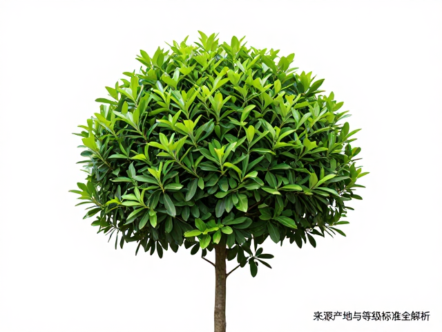 大叶黄杨属名贵木材吗?来源产地与等级标准全解析