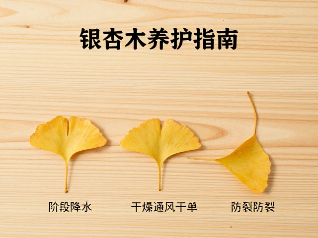 银杏木养护指南,分阶段降水与通风干燥防裂技巧