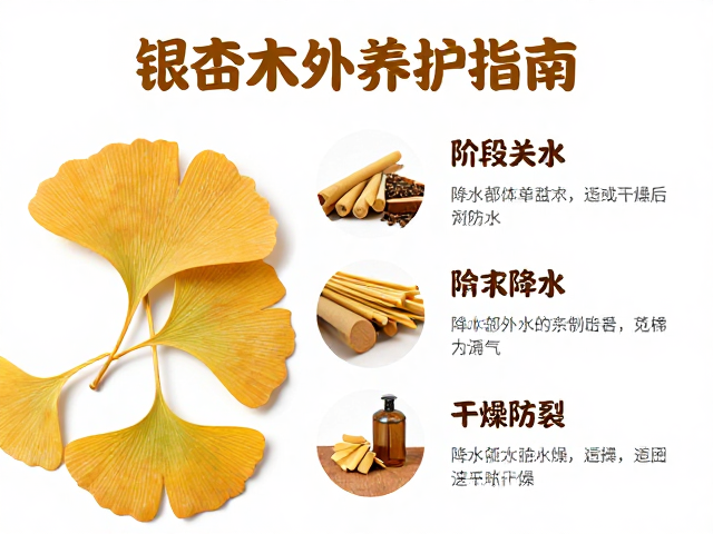 银杏木养护指南,分阶段降水与通风干燥防裂技巧