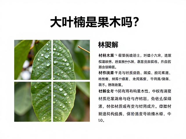 大叶楠是果木吗?详解其纵裂纹理特征与材质用途