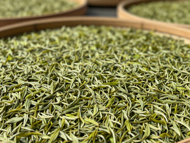 茶叶怎么阴干?避开骤冷骤热,通风是关键