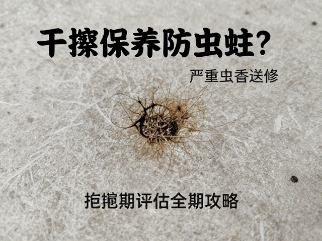干擦保养防虫蛀?严重虫蛀送修,定期评估全攻略