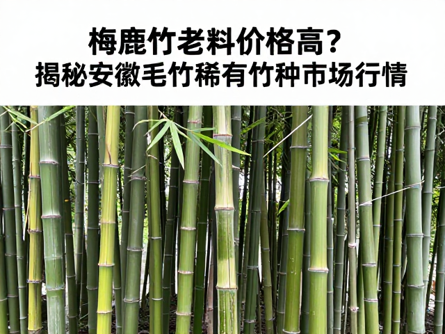 梅鹿竹老料价格高?揭秘安徽毛竹稀有竹种市场行情