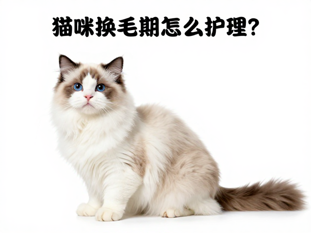 营养支持与皮肤健康维护