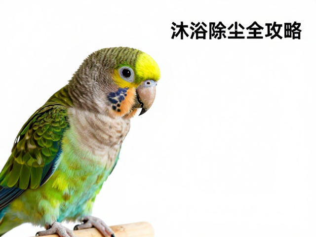 颗粒粒径与适用鹦鹉品种的匹配逻辑