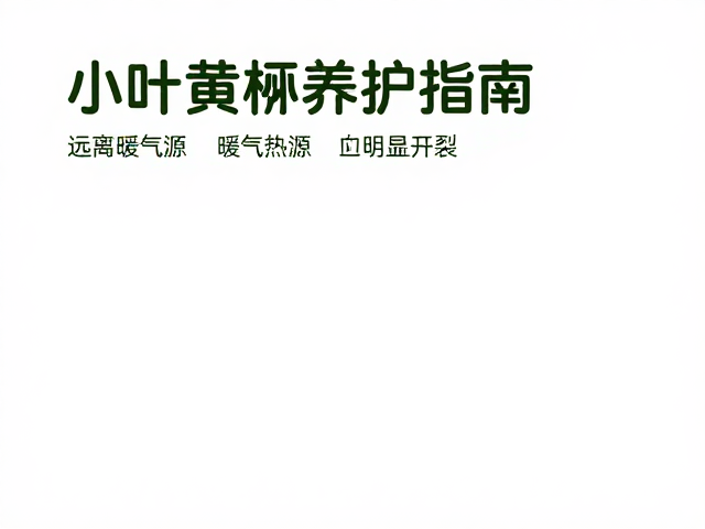 小叶黄杨养护指南，远离暖气热源，避免明显开裂