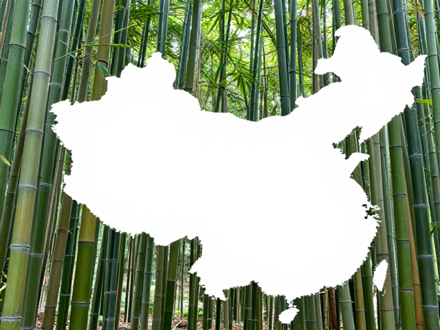 安徽毛竹与方竹区别,竹龄适中方竹优势解析